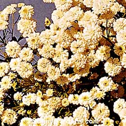 Chrysanthemum parthenium, Feverfew, Matricaria