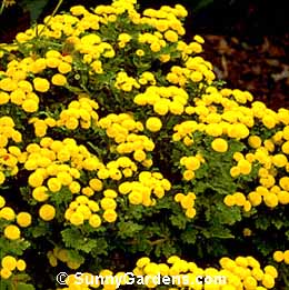 Chrysanthemum parthenium, Feverfew