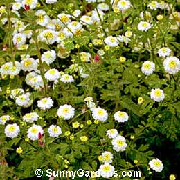 Chrysanthemum parthenium, Feverfew, Tansy