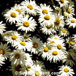 Chrysanthemum x superbum, Shasta Daisy, Chrysanthemum maximum, Leucanthemum x superbum