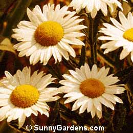 Chrysanthemum x superbum, Shasta Daisy