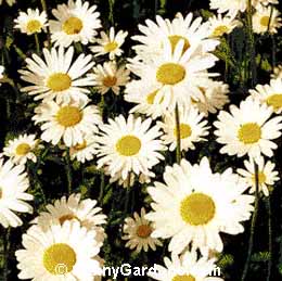 Chrysanthemum x superbum, Shasta Daisy