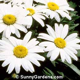 Chrysanthemum x superbum, Shasta Daisy