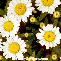 Leucanthemum x superbum, Shasta Daisy, Chrysanthemum superbum, Chrysanthemum maximum