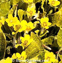 Chrysogonum virginianum, Goldenstar