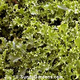Cichorium endivia, Curly Endive, Escarole