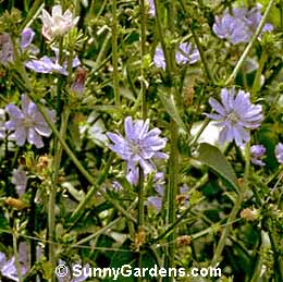 Cichorium intybus