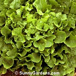 Cichorium endivia