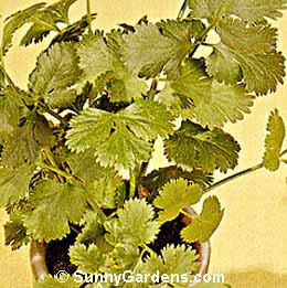 Coriandrum sativum, Cilantro, Coriander, Chinese Parsley