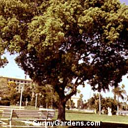 Cinnamonum camphora, Camphor Tree