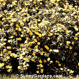 Potentilla, Cinquefoil