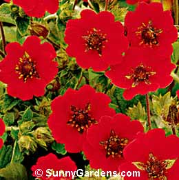 Potentilla atrosanguinea, Cinquefoil