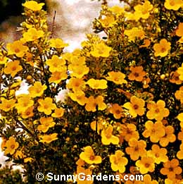 Potentilla fruticosa, Potentilla Bush, Cinquefoil