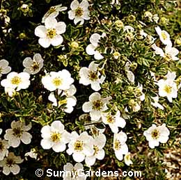 Potentilla fruticosa, Cinquefoil