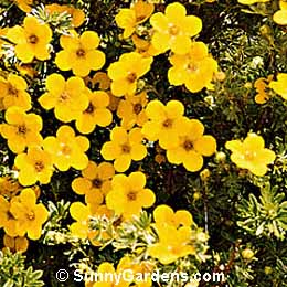 Potentilla fruticosa, Cinquefoil