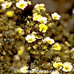 Potentilla fruticosa, Shrubby Cinquefoil, Golden Hardtack, Widdy, Cinquefoil
