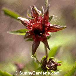 Potentilla palustris, Cinquefoil