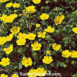 Potentilla tabernaemontanii, Cinquefoil, Potentilla verna, Potentilla verna 'Nana', Cinquefoil