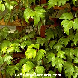 Cissus rhombifolia, Venezuela Treevine, Grape Ivy