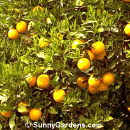Citrus, Valencia Citrus, Citrus sinensis 'Valencia'