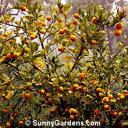 Citrus calamondia, Rangpur Lime