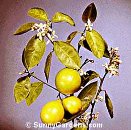 Citrus limon, Lemon