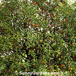 Citrus reticulata, Tangerine, Mandarine Orange, Clementine
