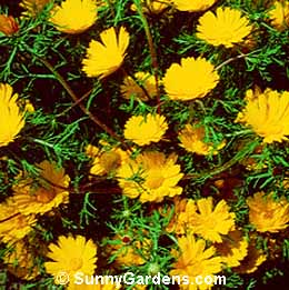 Cladanthus arabicus