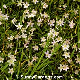 Claytonia virginica, Spring Beauty, Puslane