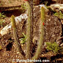 Cleistocactus candelilla
