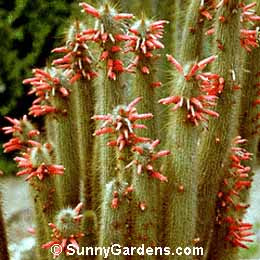 Cleistocactus jujuyensis, Cleistocactus hyalacanthus