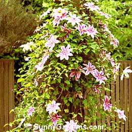 Clematis