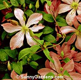 Clematis