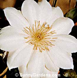 Clematis x