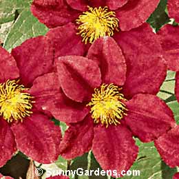 Clematis x