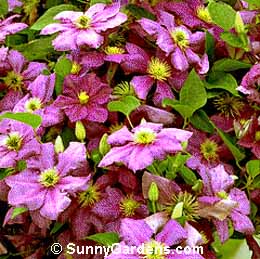 Clematis