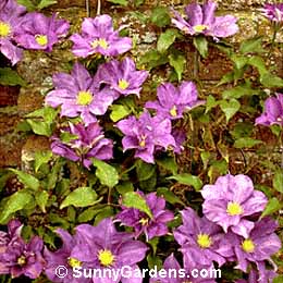 Clematis