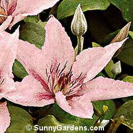 Clematis x, Hagley Clematis