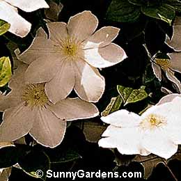 Clematis x