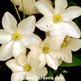 Clematis