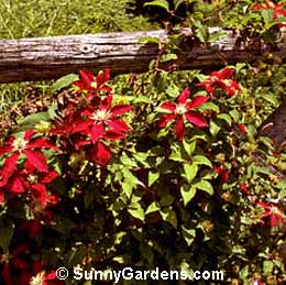 Clematis