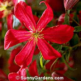 Clematis