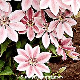 Clematis x
