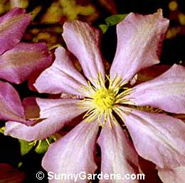 Clematis, Prince Hendrick Clematis