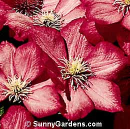 Clematis x