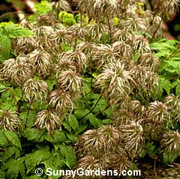 Clematis alpina