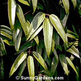 Clematis armandii, Evergreen Clematis