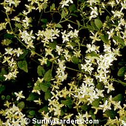 Clematis dioscoreifolia robusta, Sweet Autumn Clematis, Clematis paniculata