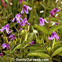 Clematis integrifolia