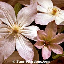 Clematis x jackmanii